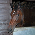 new forest horse